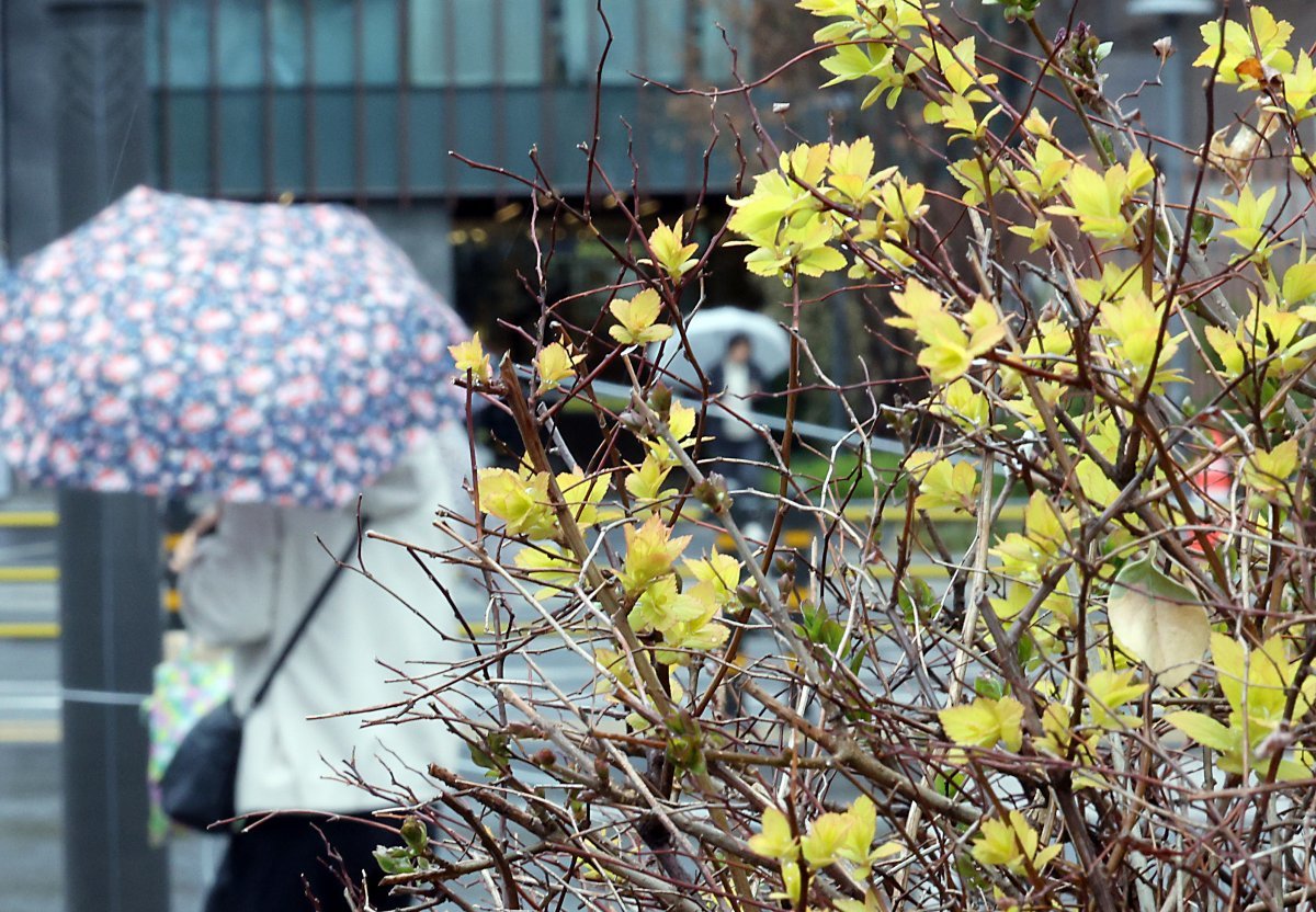봄비가 내린 25일 오후 서울 종로구 일대를 지나는 우산을 받쳐든 시민들이 발걸음을 재촉하고 있다. 2024.3.25/뉴스1