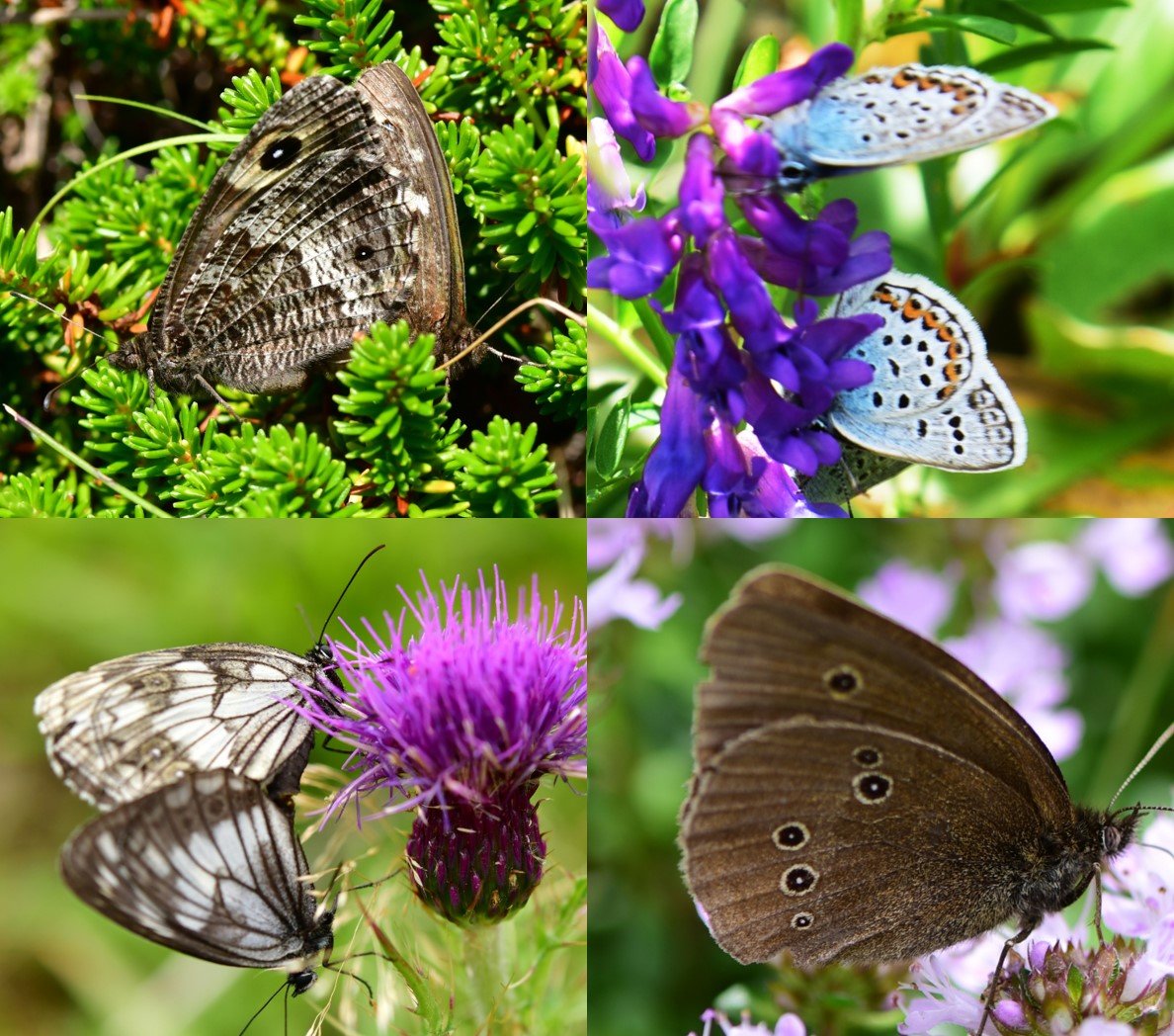 한라산에서 관찰된 나비로 (왼쪽 위부터 시계 방향으로) 산굴뚝나비, 산꼬마부전나비, 가락지나비, 조흰뱀눈나비. 좌명은 씨 제공