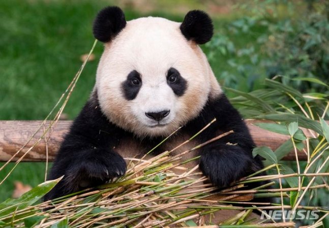 푸바오. (사진=에버랜드 제공)