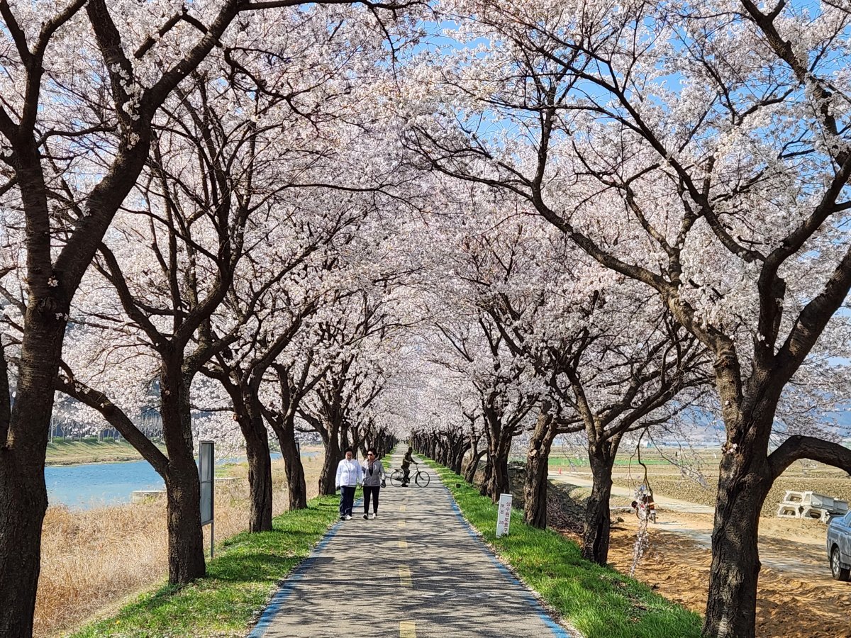 지난해 충북 보은군의 벚꽃 명소인 보청천 벚꽃이 활짝 핀 모습. 보은군 제공