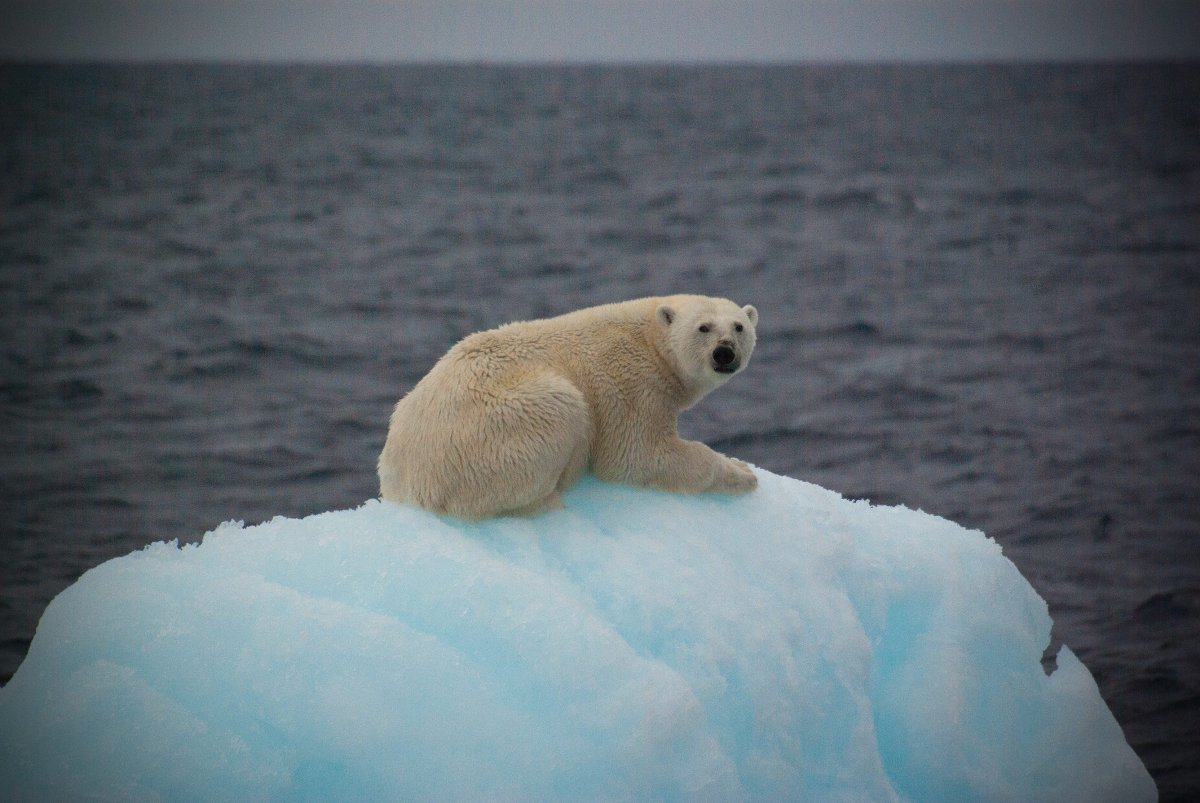 국내 쇄빙연구선 아라온호가 북극항해 중 발견한 북극곰 한 마리. 지구온난화로 얼음이 녹아 올라설 빙판마저 줄어든 모습. 27일(현지 시간) 미 연구진은 기후위기로 극지방 얼음이 녹으면서 지구의 자전 속도까지 바꿔놓고 있다는 연구 결과를 발표했다. 극지연구소 제공