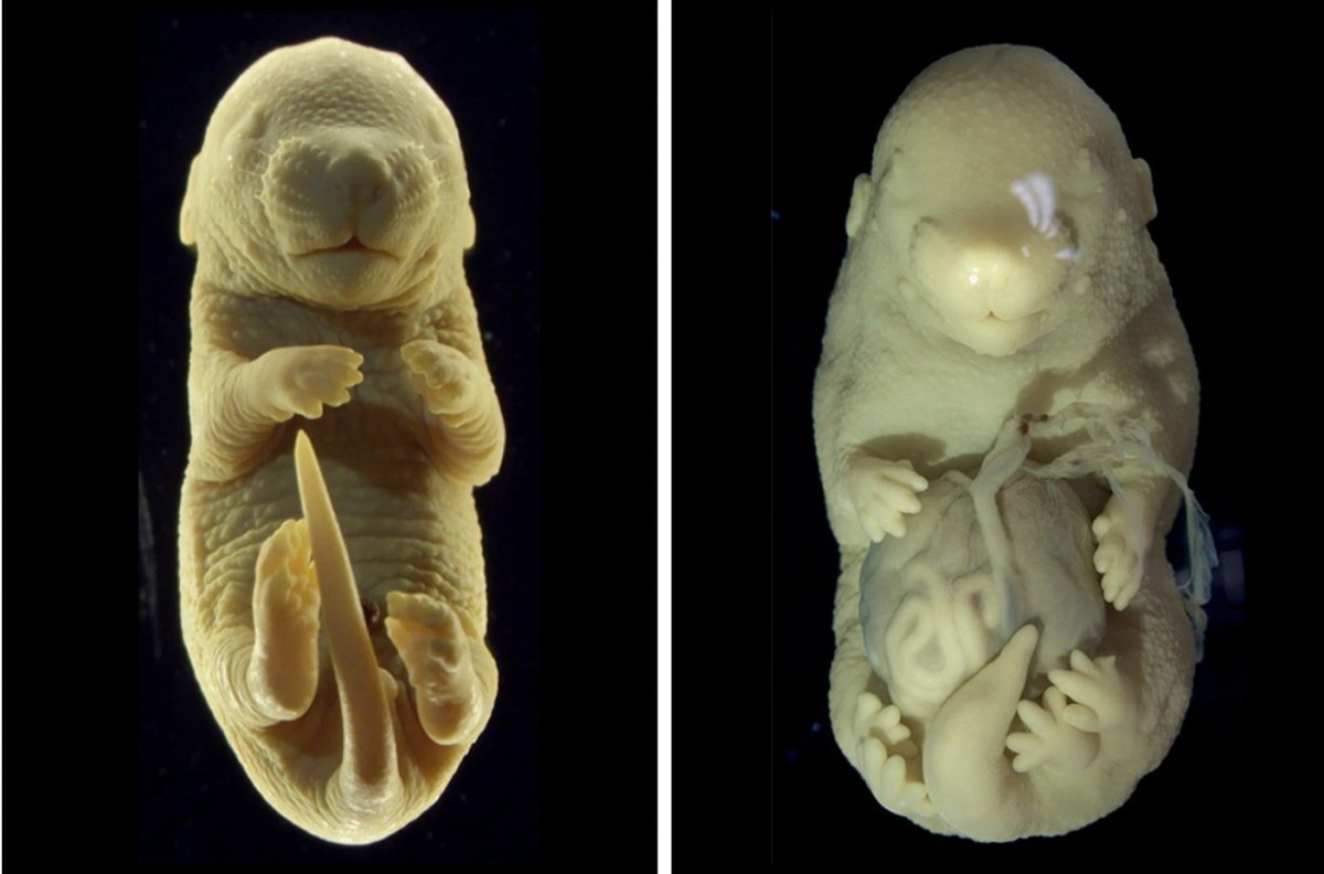 일반적인 쥐 배아(왼쪽)와 유전자 조작을 통해 다리가 6개가 된 배아의 모습(오른쪽). 발달 중간에 특정 유전자의 기능이 없어지면서 생식기 대신 다리 2개가 추가적으로 생기게 됐다. 네이처 커뮤니케이션스 제공