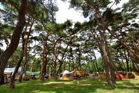 지난해 충북 영동군 양산면 송호관광지내 캠핑장 모습(영동군 제공) /뉴스1