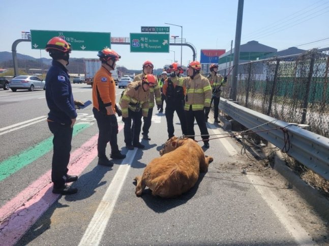 경부고속도로 부산방향 도로 위를 달리다 구조된 소. 경기도소방재난본부 제공