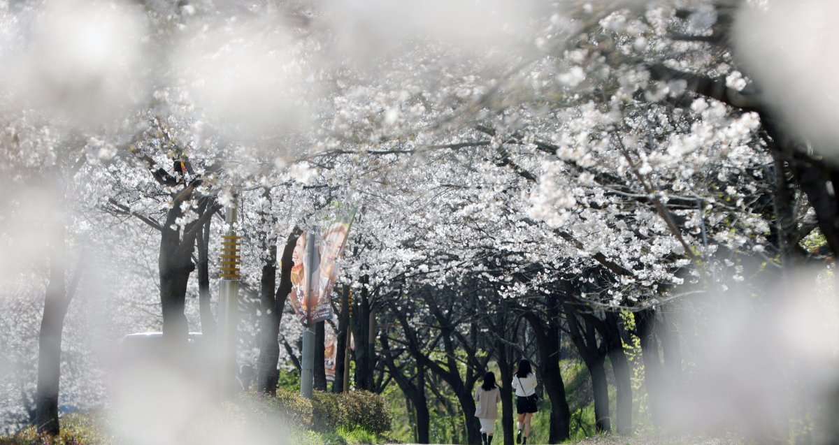 완연한 봄 날씨를 보인 2일 전북자치도 전주시 조경단로 일원에 벚꽃이 활짝 피어 있다. 2024.4.2. 뉴스1