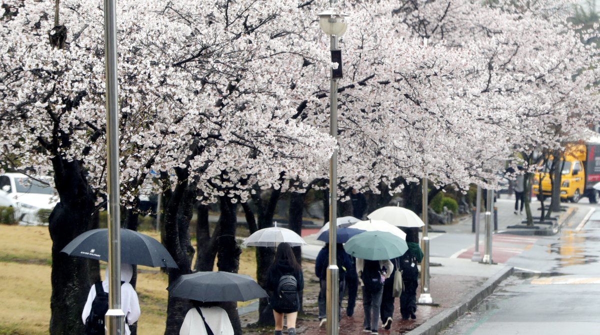 봄비가 내린 3일 전북자치도 전주시 전북대학교 캠퍼스에서 우산을 쓴 학생들이 걸음을 재촉하고 있다. 2024.4.3/뉴스1