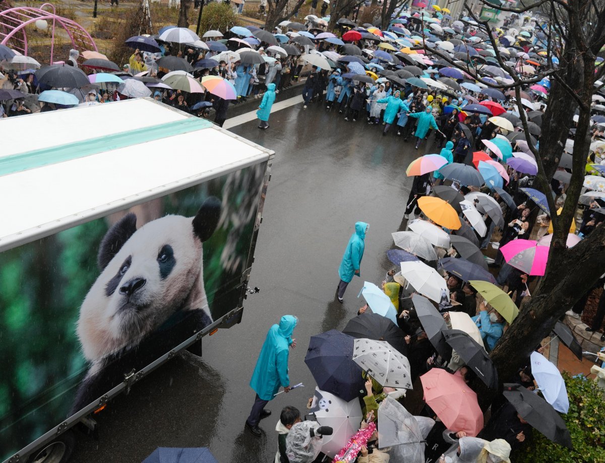 3일 오전 경기 용인시 에버랜드에서 판다 푸바오가 탑승한 특수 차량이 놀이공원 내부를 지나고 있다. 이날 중국으로 떠난 푸바오를 배웅하기 위한 행사에는 판다 팬 6000여 명이 몰렸다. 용인=AP 뉴시스