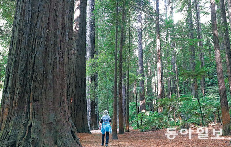 뉴질랜드 로토루아시 레드우드숲은 천연림과 조림지가 어우러지면서 나무를 심고 길러 이용하는 순환고리로 목맥경화를 뚫었다. 로토루아=김태영 기자 live@donga.com