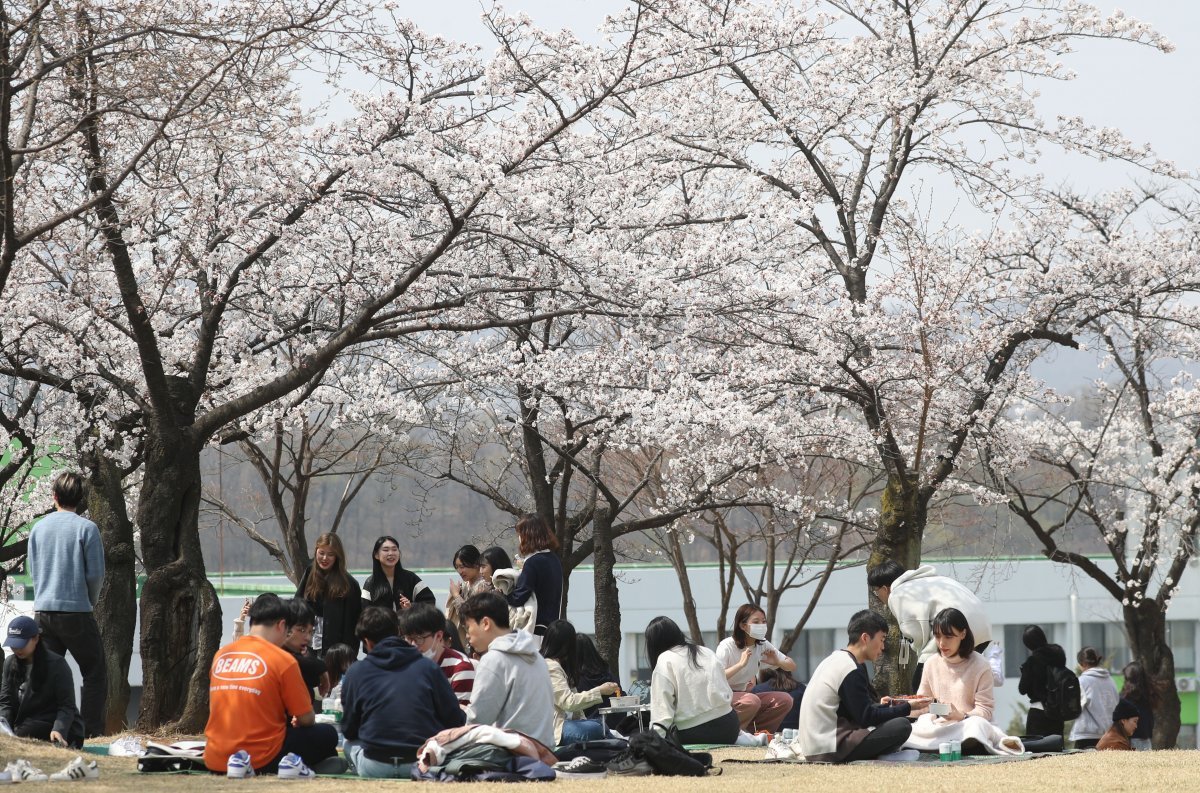 가천대학교 봄축제가 열린 29일 경기 성남시 수정구 가천대학교 글로벌캠퍼스에서 학생들이 활짝 핀 벚꽃 아래서 봄축제를 즐기고 있다. 2023.3.29. 뉴스1