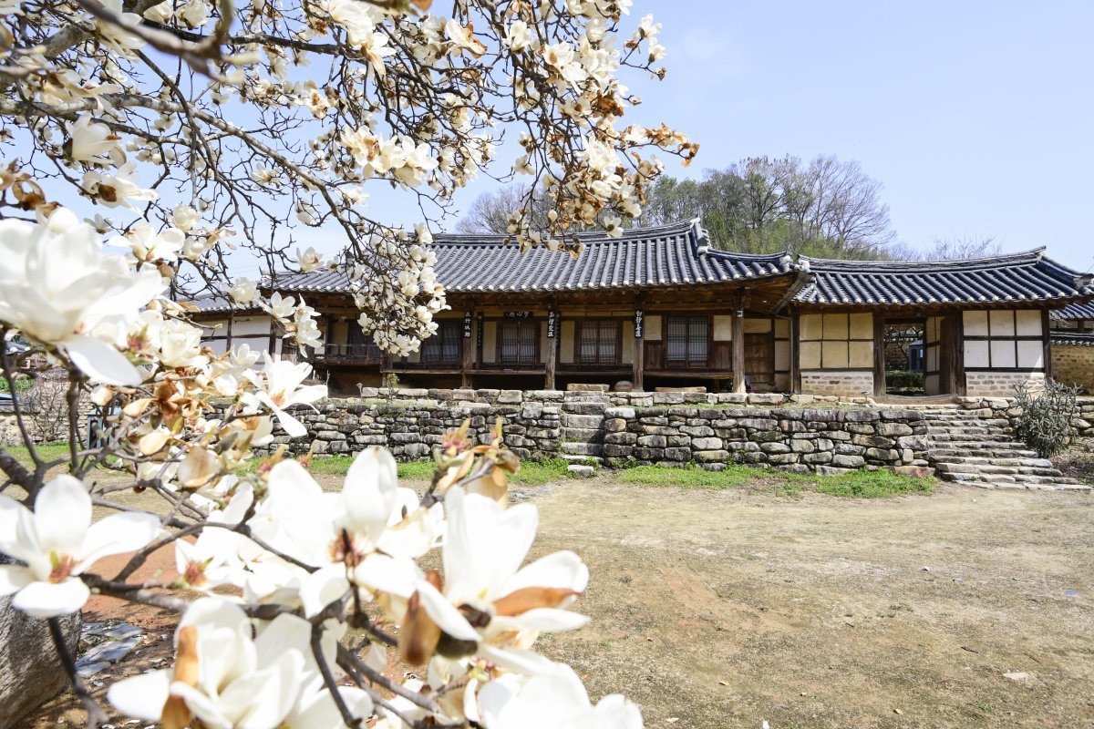 150년 된 백목련이 핀 전북 남원 ‘몽심재’ 고택. 남원시 제공