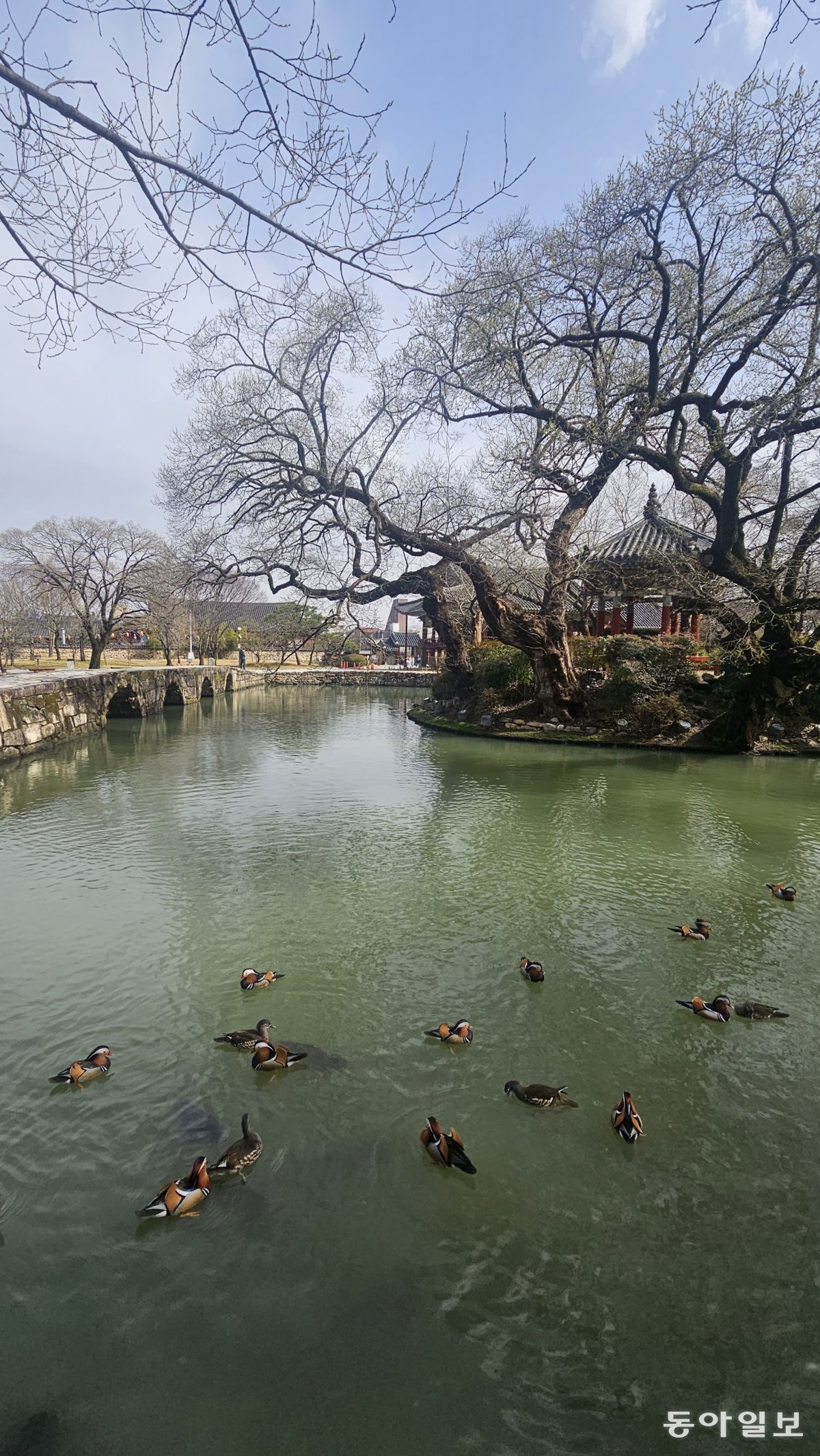 Mandarin ducks swimming in ‘Yeonji’, a pond in front of Gwanghallu Pavilion.  Namwon = Reporter Kim Seon-mi kimsunmi@donga.com