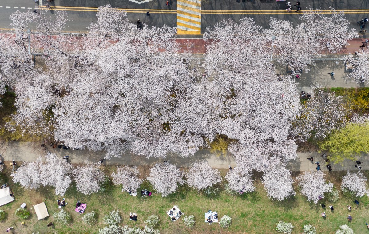 4일 서울 영등포구 여의서로를 찾은 상춘객들이 만개한 벚꽃 아래를 거닐며 봄을 만끽하고 있다. 2024.4.4/뉴스1