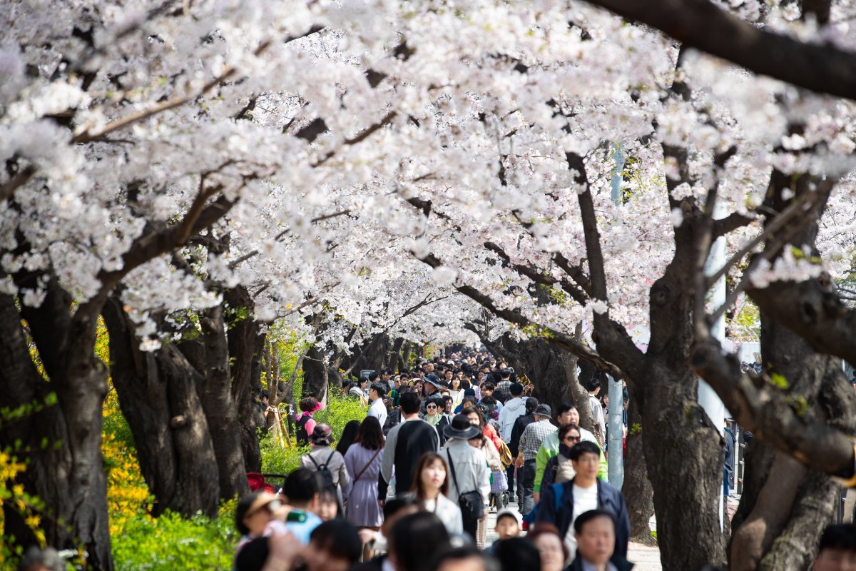 주말인 7일 서울 영등포구 여의서로(윤중로)를 찾은 상춘객들이 만개한 벚꽃 아래를 거닐며 봄을 만끽하고 있다. 2024.4.7/뉴스1