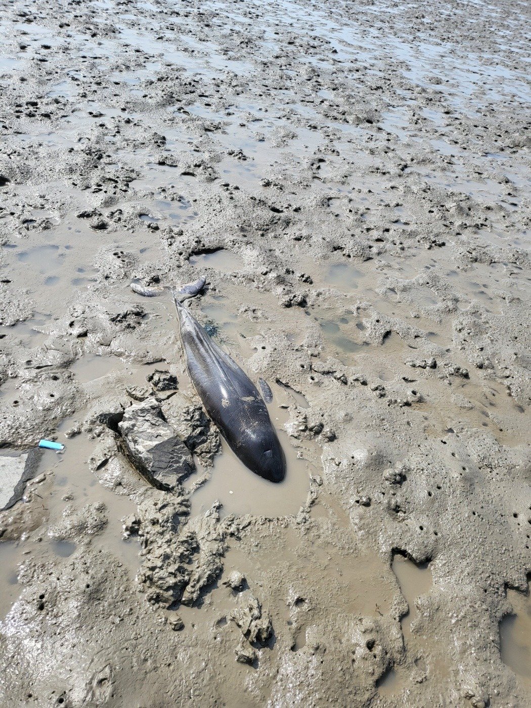 지난 12일 충남 서산의 한 바닷가에 새끼 상괭이가 고립돼 있는 모습. (태안해양경찰서 제공)
