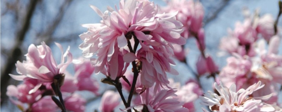 연분홍 꽃잎이 수십장 겹쳐 사랑스러운  ‘크리산세무미플로라’ 별목련. 천리포수목원 제공