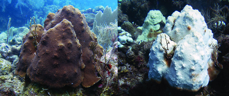 지난해 5월 카리브해에 위치한 미국령 버진아일랜드 인근 바다의 산호 모습(왼쪽 사진). 해수온 상승으로 5개월만에 완전히 백화됐다. 사진 출처 미국 국립해양대기청