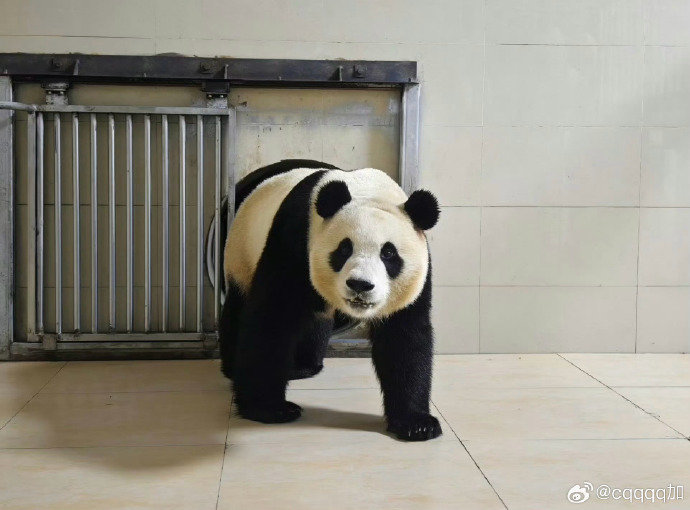 중국판다보호연구센터는 웨이보(微博·중국판 엑스)를 통해 4일 자이언트 판다 ‘푸바오’가 워룽중화자이언트판다원(臥龍中華大熊猫苑) 선수핑기지(神樹坪基地)의 격리·검역 구역에 들어가는 모습을 공개했다. (중국판다보호연구센터 웨이보 캡처)2024.4.4