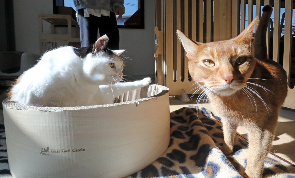 2022년 2월 2일 서울시 용산구에 위치한 동물보호단체 ‘유기동물 행복찾는 사람들’가 보호 중인 유기묘 및 구조된 고양이들이 새로운 주인을 기다리고 있다. (사진은 기사 내용과 무관함) 뉴스1