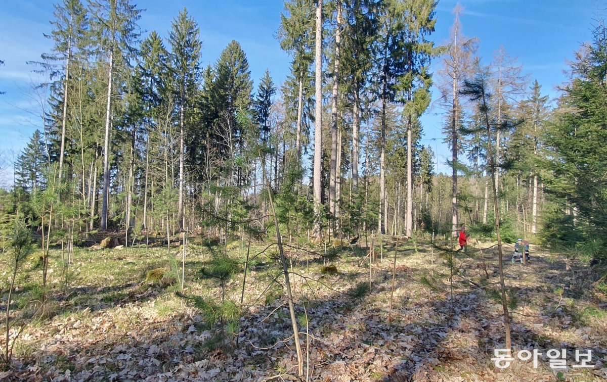 기후변화가 심각해지면서 오래된 나무를 베어내고 바뀐 기후에 생존하기 적합한 수종을 심은 독일 바이에른주 프라이징 숲의 모습. 프라이징=조은아 특파원 achim@donga.com