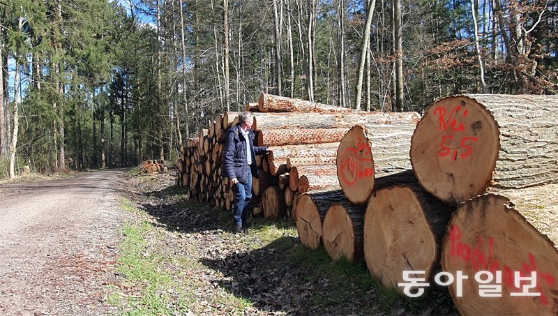 지난달 25일(현지 시간) 독일 바이에른주 프라이징 숲속 곳곳에 성인 남성의 키만큼 쌓여 있는 통나무들. 독일 연방정부에 따르면 독일 목재 재고량은 ha당 358m³로 세계에서 다섯 번째로 많다. 프라이징=조은아 특파원 achim@donga.com