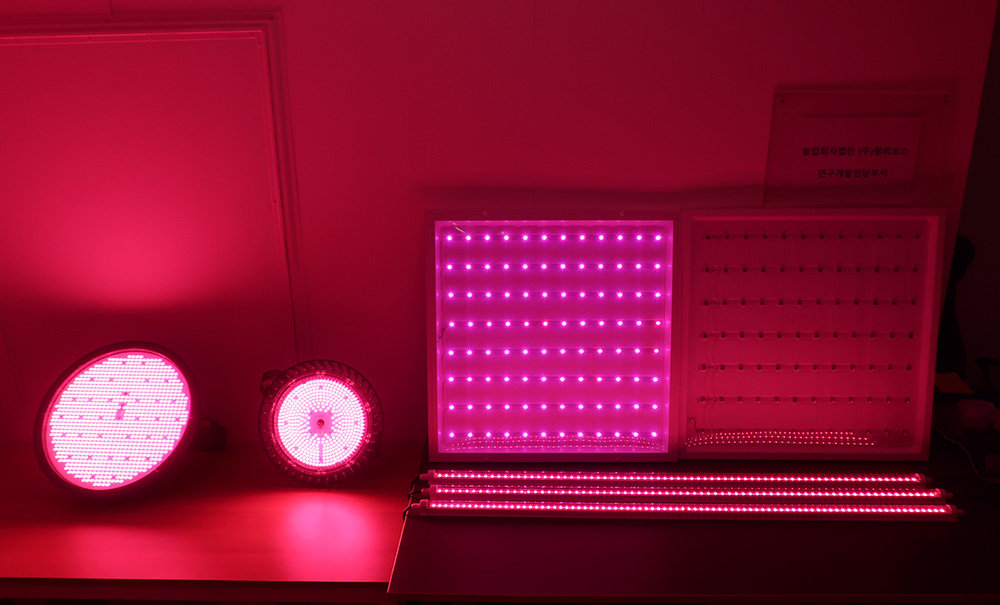팜비오스가 개발한 LED 보조광(좌)과 인도어팜용 LED. 광합성 효율을 높이는 빛 파장 영역을 내기 때문에 붉은색으로 보인다 / 출처=IT동아