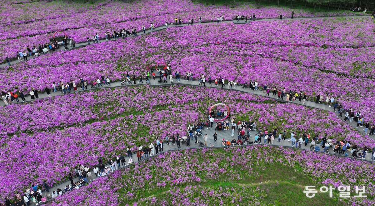 21일 서울 노원구 불암산 힐링타운에서 진행 중인 ‘2024 불암산 철쭉제’를 찾은 시민들이 만개한 철쭉 사이에서 즐거운 시간을 보내고 있다. 박형기 기자 oneshot@donga.com