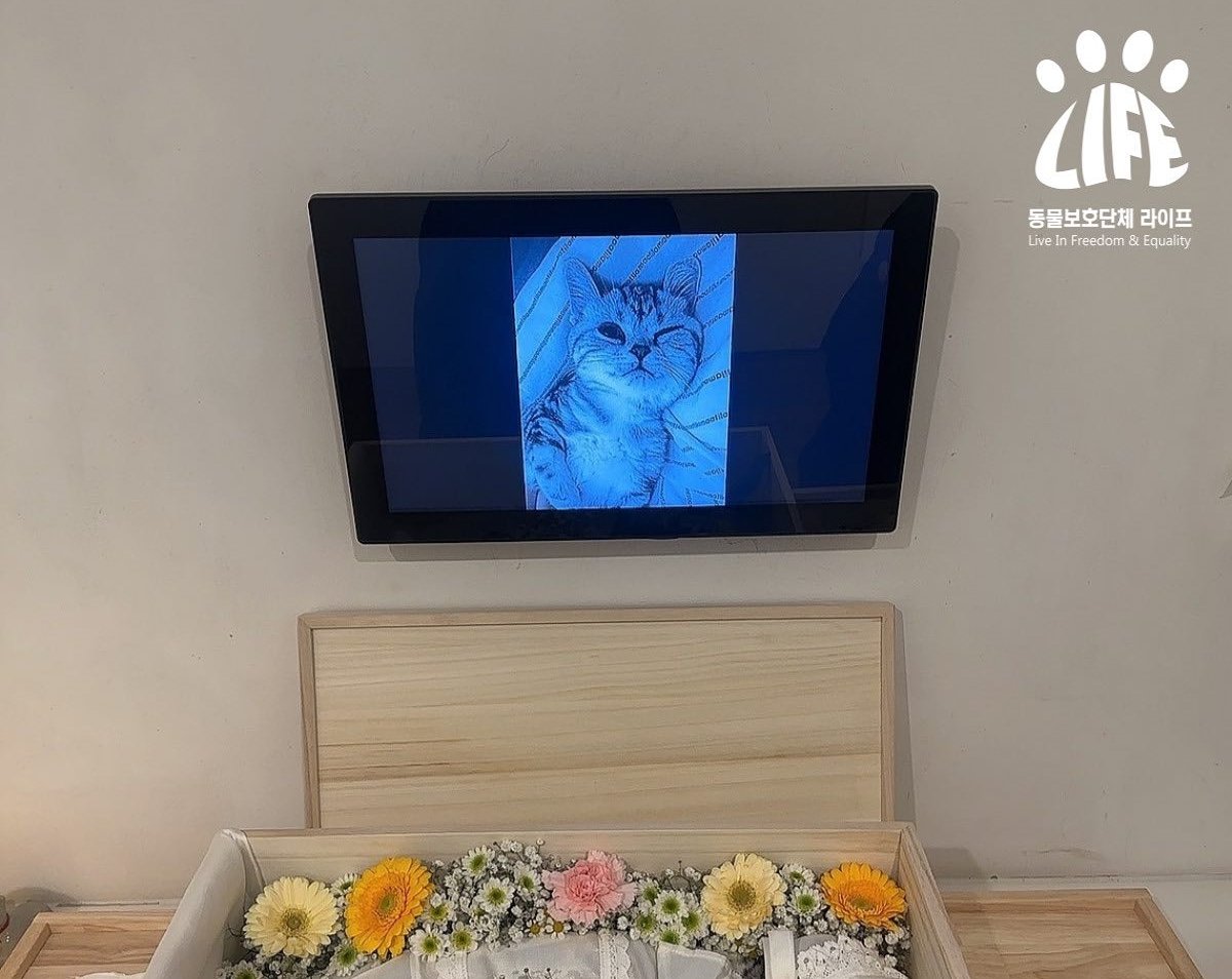 급성 질환으로 폐사한 고양이. 동물보호단체 라이프 인스타그램 캡처