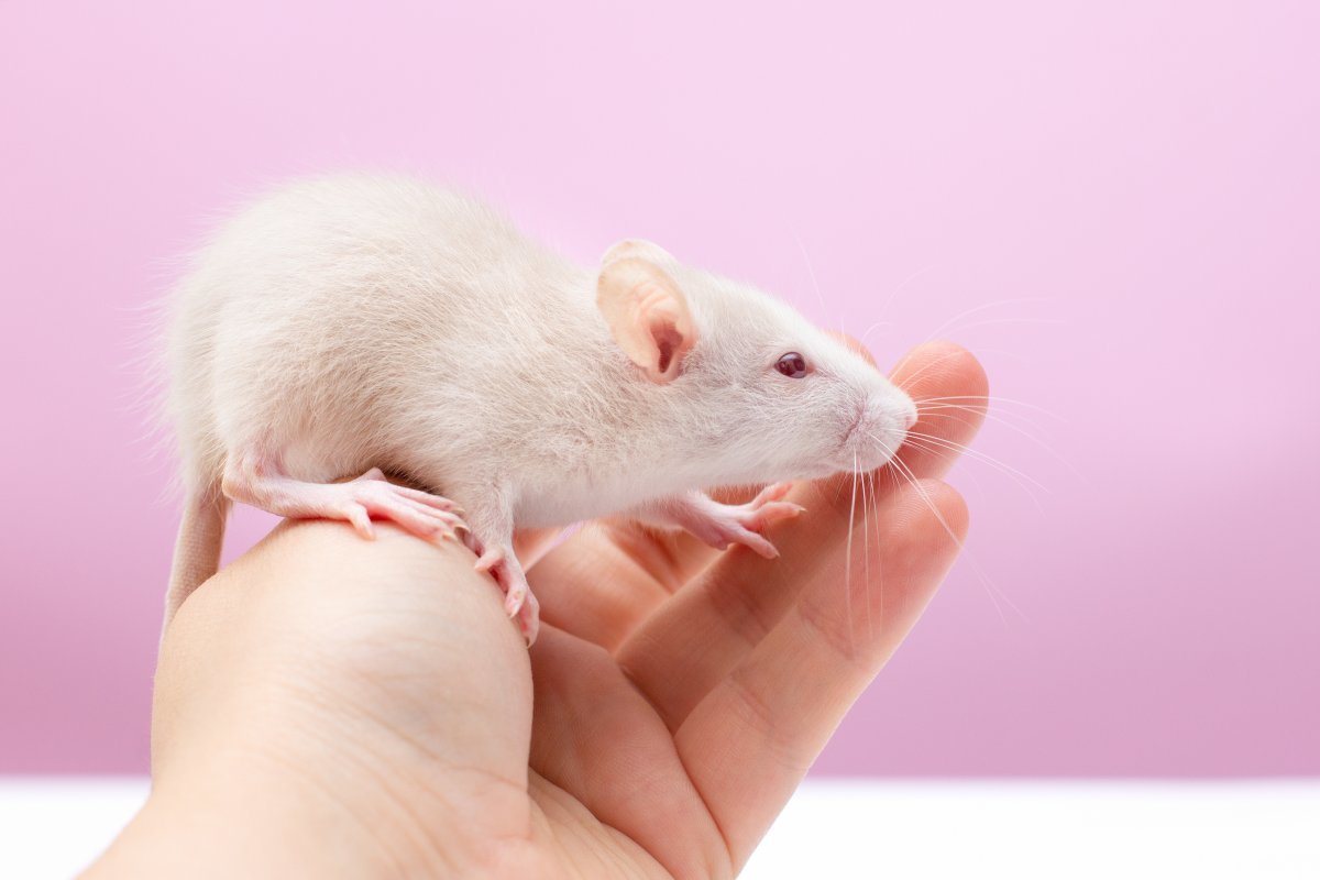 Mice used in an experiment to regenerate damaged brain neurons using stem cells.  Getty Images Korea