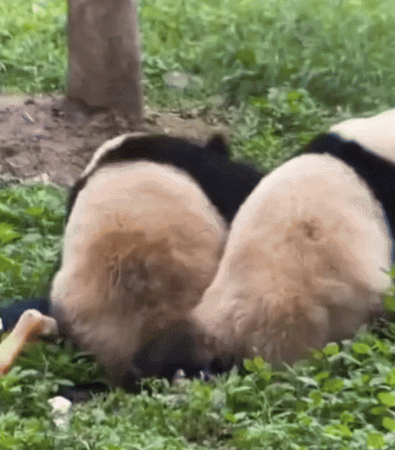 중국의 한 동물원에서 판다 2마리가 사육사에게 달려드는 일이 발생했다. 공격성을 드러내는 판다의 모습은 보기 드문 일이라 관심이 쏠리고 있다. 뉴시스