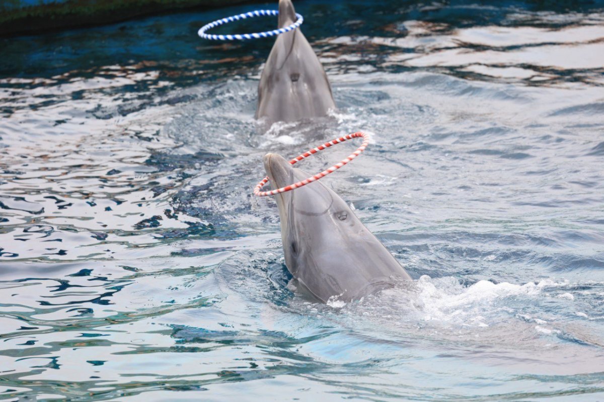 거제씨월드의 큰돌고래가 공연을 하고 있다.(핫핑크돌핀스 제공)