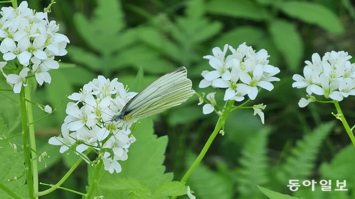 A large striped white butterfly landing on a water parsley.  Pocheon = Reporter Kim Seon-mi