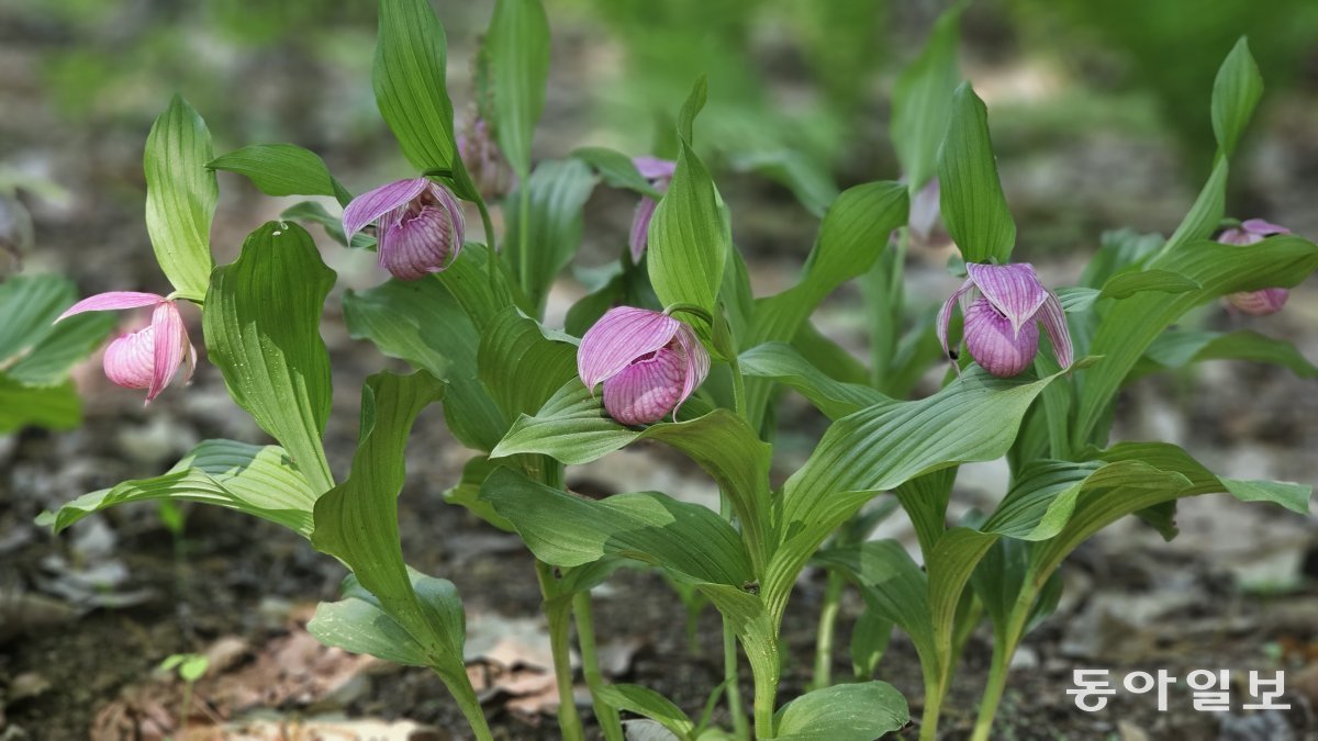 Lucky bags blooming at Gwangneung Arboretum on the 2nd.  Pocheon = Reporter Kim Seon-mi