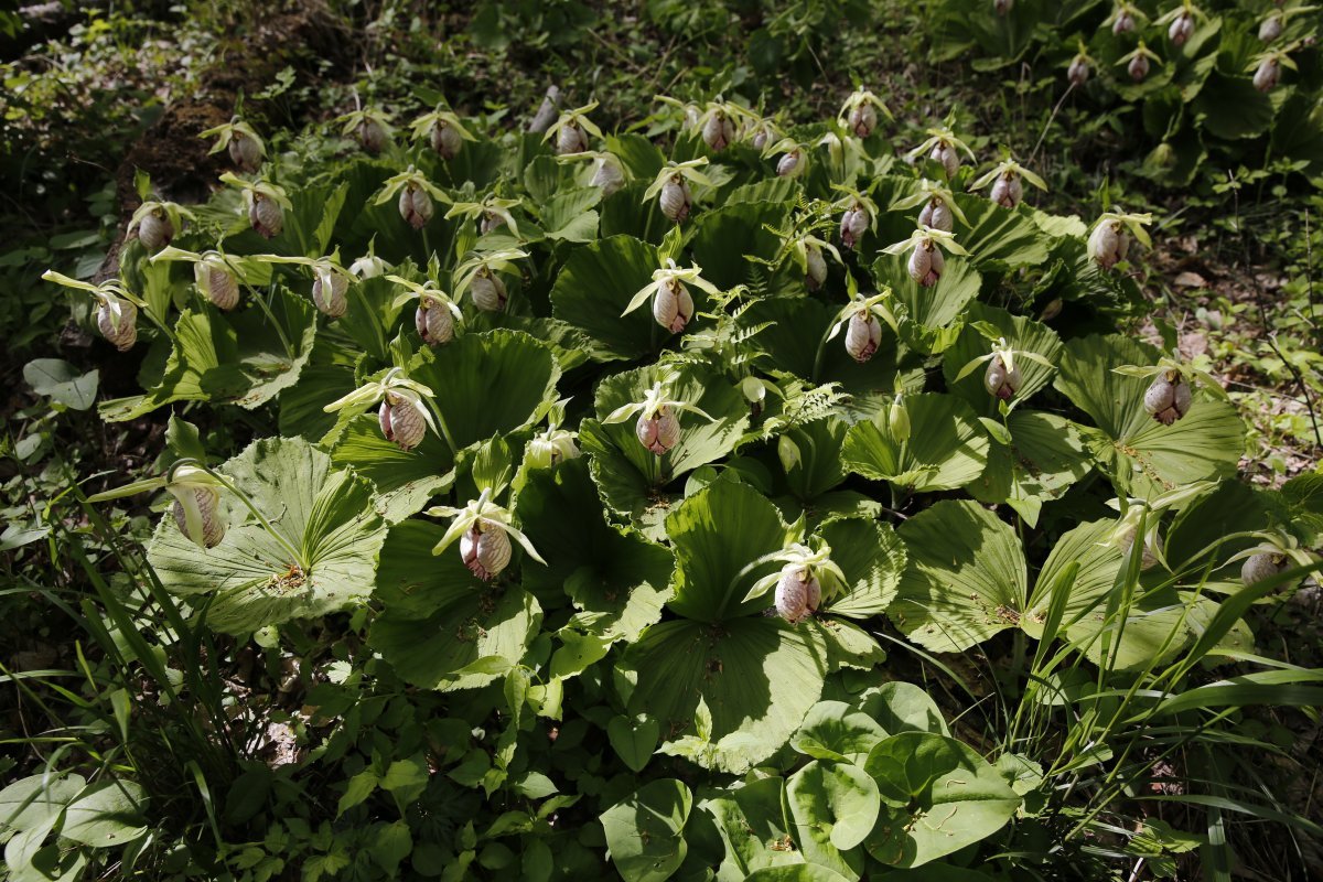 Gwangneung Yogang flower blooms on Mt. Jukyeop Mountain in Gwangneung Forest, its native habitat.  It feels like watching a group dance in beautiful form.  Provided by National Arboretum