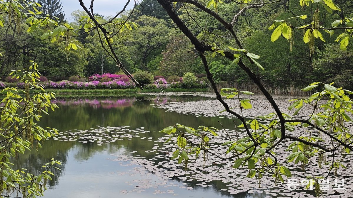 Yuklim Lake at the National Arboretum is a great place to relax.  Pocheon = Reporter Kim Seon-mi