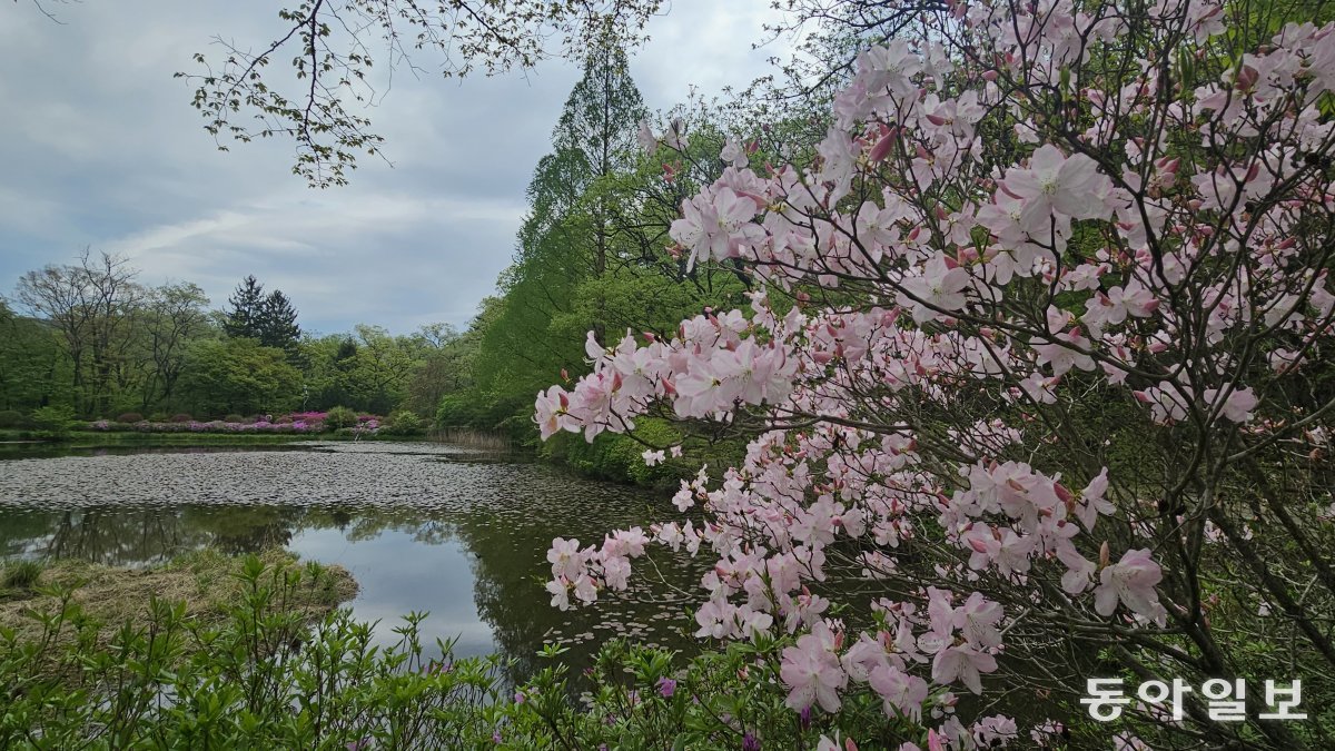 연분홍빛 철쭉이 육림호 주변에 피어나는 국립수목원의 봄 풍경. 포천=김선미 기자