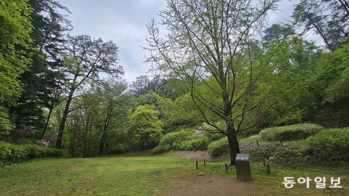 A ginkgo tree commemoratively planted by President Park Chung-hee at the National Arboretum (then Gwangneung Experimental Forest) on Arbor Day on April 5, 1970.  Pocheon = Reporter Kim Seon-mi
