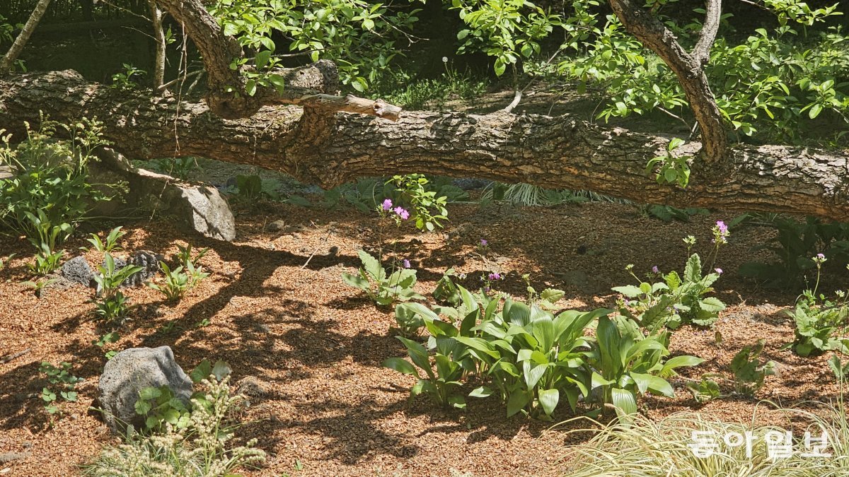 New leaves are sprouting from a 121-year-old alder tree in the National Arboretum's rest area that fell down in the wind.  Pocheon = Reporter Kim Seon-mi