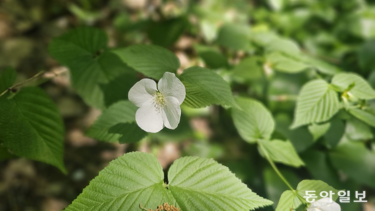 흰 꽃이 피어나는 모습을 병아리에 비유한 병아리꽃나무.