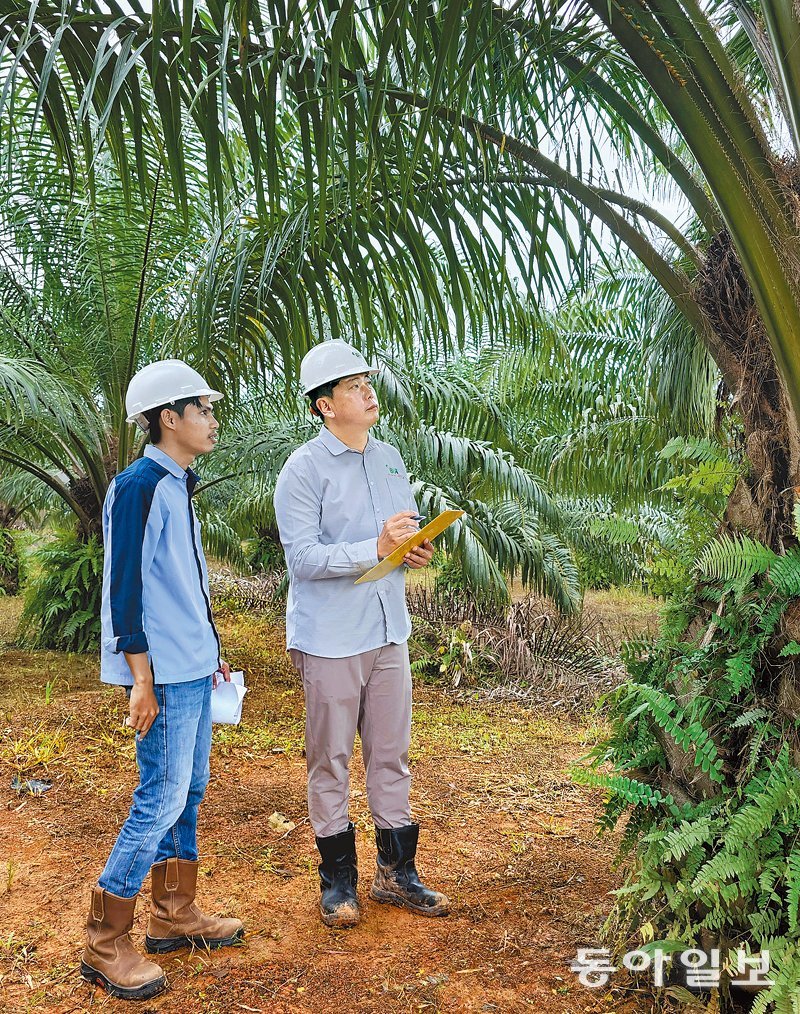 On the 23rd of last month, Kim Won-il, head of POSCO International's Indonesian Palm Business Corporation (PT BIA), is examining the percentage of immature fruits with local employees at a palm farm in Merauke County, Papua, Indonesia.  Merauke = Reporter Kim Jae-hyung monami@donga.com