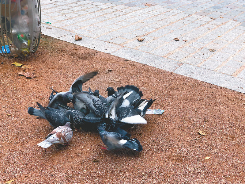 도심에 집비둘기 개체수가 급격히 증가하면서 배설물 등으로 인한 민원도 늘고 있다. 최근 개정된 법에 따르면 지방자치단체 등은 집비둘기에게 먹이를 주는 행위를 금지할 수 있다. 게티이미지코리아