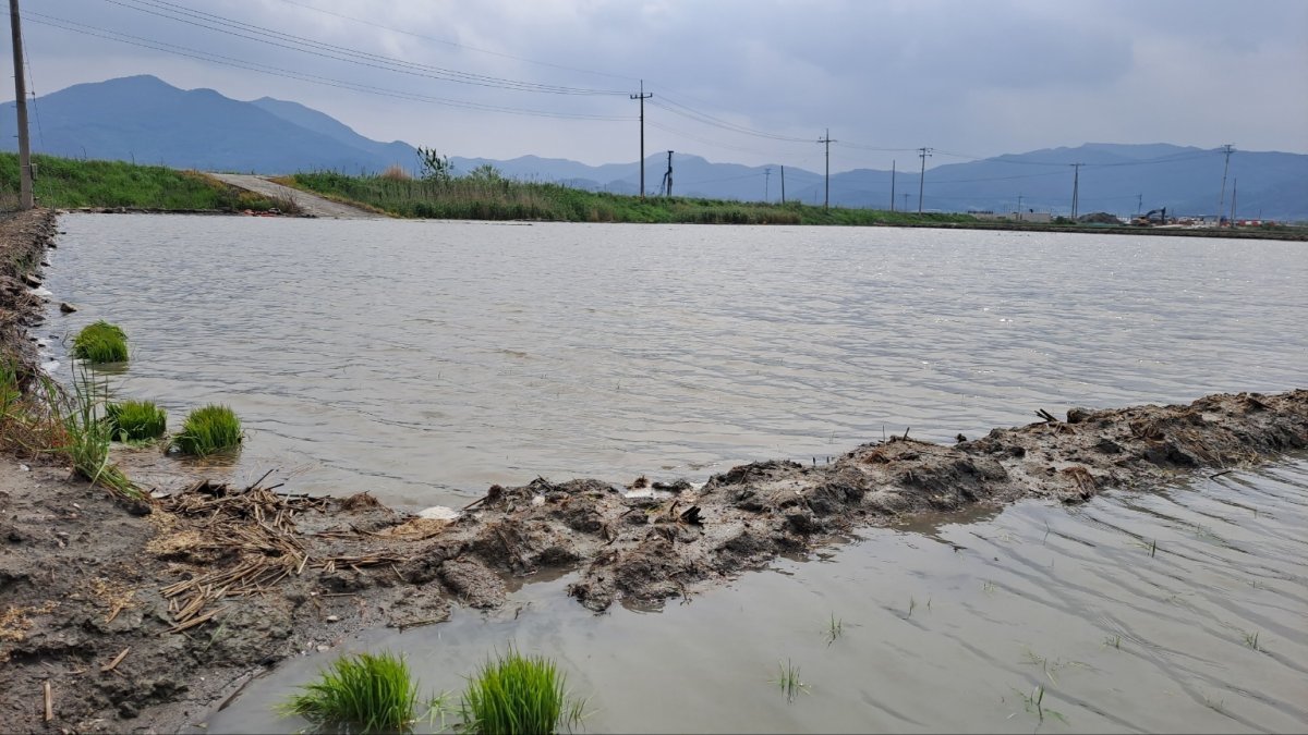 어린이날 연휴에 쏟아진 폭우로 6일 오전 전남 고흥군 포두면 일대 농경지가 물에 잠겨 있다. 고흥군 제공