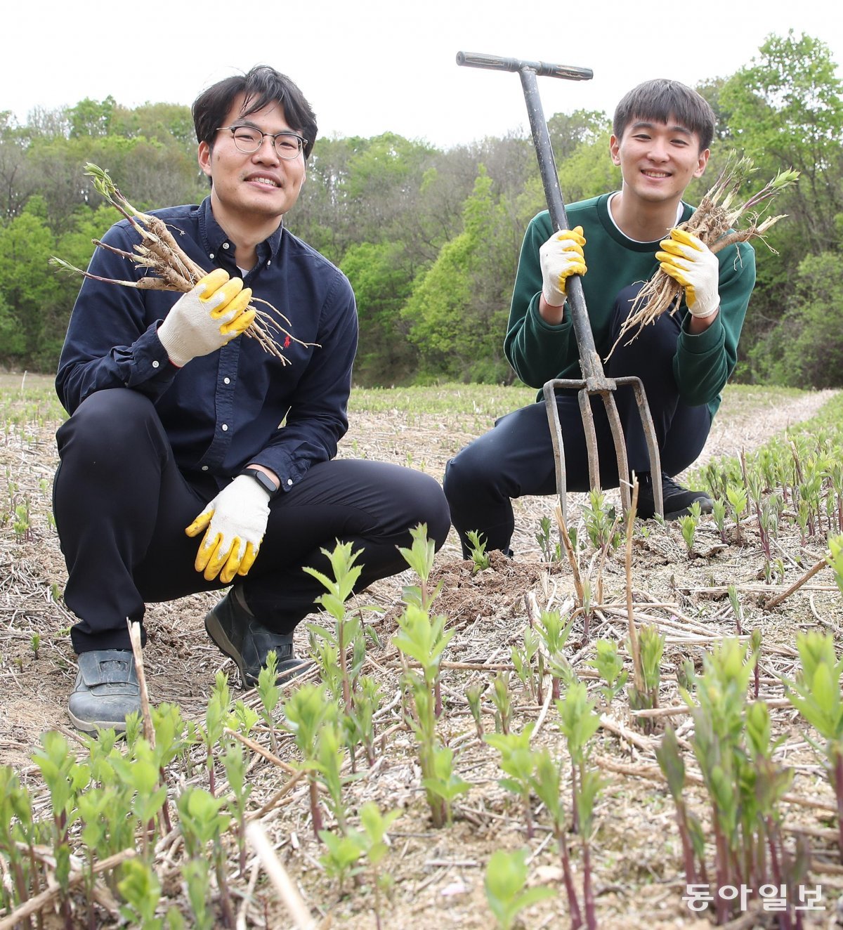 서울 출신 한약사 지종환 씨(오른쪽)와 김태준 씨가 지난달 23일 경북 영주시에 있는 도라지밭에서 막 캐낸 도라지를 
들고 웃고 있다. 영주·의성=변영욱 기자 cut@donga.com