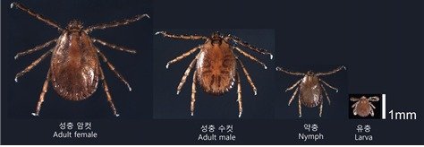 발생단계별 참진드기 모습. (질병청 제공)