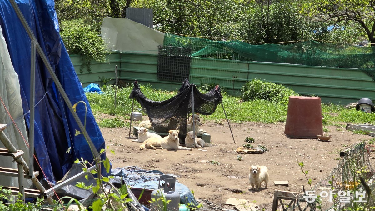 8일 오전 대전 동구가 ‘맹견 70여 마리가 농장을 탈출했다’는 재난 문자를 보냈는데, 실제로는 소형견 3마리로 밝혀졌다. 사진은 이날 개가 탈출했다가 포획된 삼괴동의 한 농장. 대전=김태영 기자 live@donga.com
