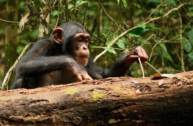 야생 서부 침팬지가 막대기로 먹이를 찾고 있다. 리란 사무니·타이 침팬지 프로젝트 제공