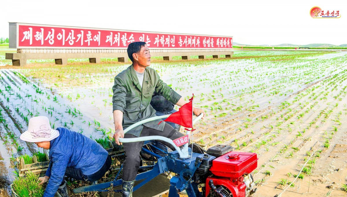 북한 노동당 기관지 노동신문은 10일 올해 알곡생산 목표를 기어이 점령하기 위해 농업부문 일꾼들과 근로자들이 모내기를 힘있게 다그치고 있다고 보도했다.(평양 노동신문=뉴스1)