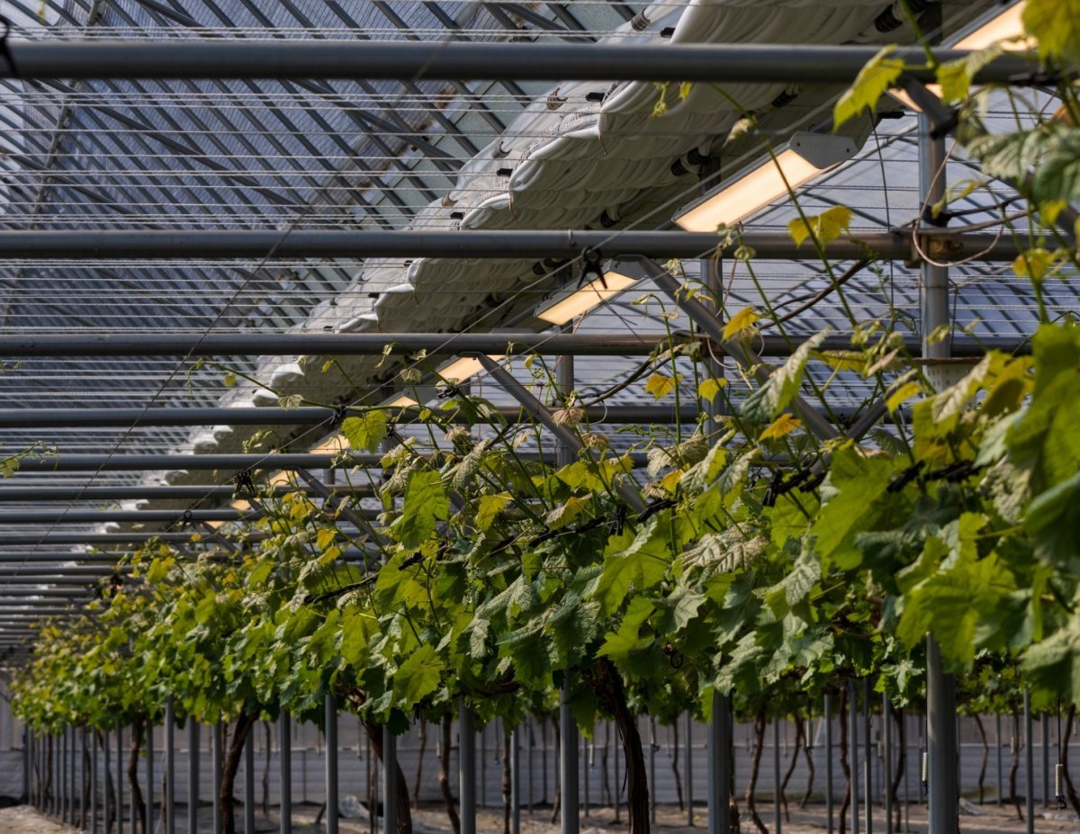 농업용 발광다이오드(LED) 조명이 한 농가에서 재배 중인 샤인머스캣을 비추고 있다. 농업계에서는 과일류의 경우 조명만으로도 전체 생장 과정의 60%를 담당할 수 있는 것으로 알려져 있다. 디에스이 제공