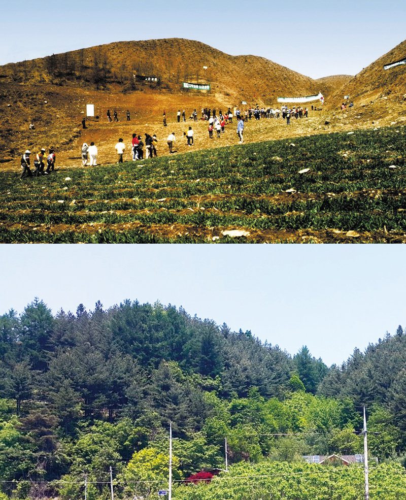 유한킴벌리가 1985년 처음 나무를 심은 충북 제천시 백운면 화당리(위쪽 사진)의 한 민둥산은 현재 울창한 숲을 이루고 
있다(아래쪽 사진). 이곳에는 잣나무 총 1만2000그루가 뿌리를 내렸으며 산림 소유주나 임업 전문회사가 아닌 민간 기업이 
국공유지에 숲을 조성한 최초의 사례로 기록됐다. 유한킴벌리 제공