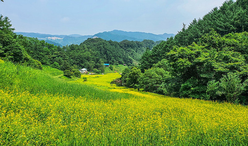 충북 청주시 상당구 낭성면 추정리의 3만 ㎡ 메밀밭이 노란 유채꽃밭으로 변신해 방문객들을 기다리고 있다. 추정리 경관밀원 추진위원회 제공