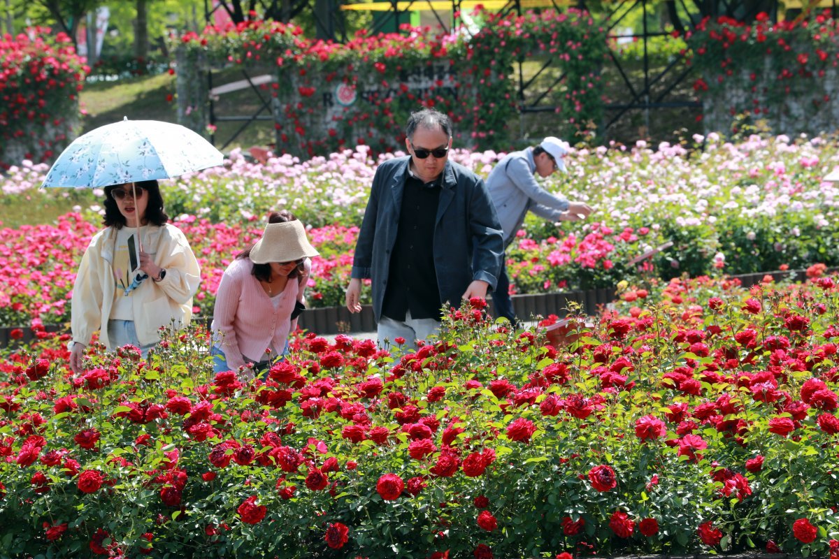 17일 울산 남구 옥동 울산대공원 장미원에서 시민들이 활짝 핀 장미꽃밭을 거닐며 향기를 맡고 있다. 울산시 제공